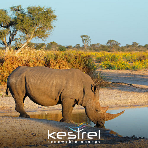 African Forestry & Wildlife Week: What you Need to Know